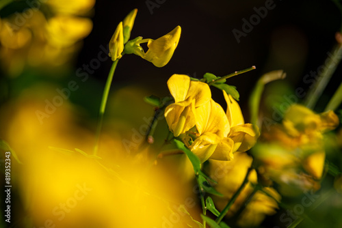 Radiant Yellow Blossoms in Morning Light