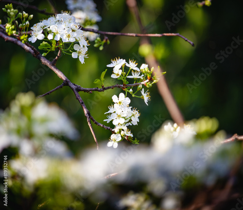 Sunlit Spring Blossoms on Branches