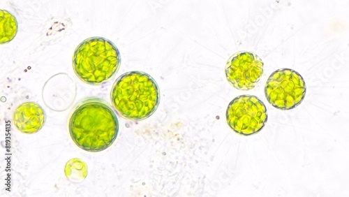 Freshwater microalgae, Golenkinia sp. Live cell. Selective focus image photo