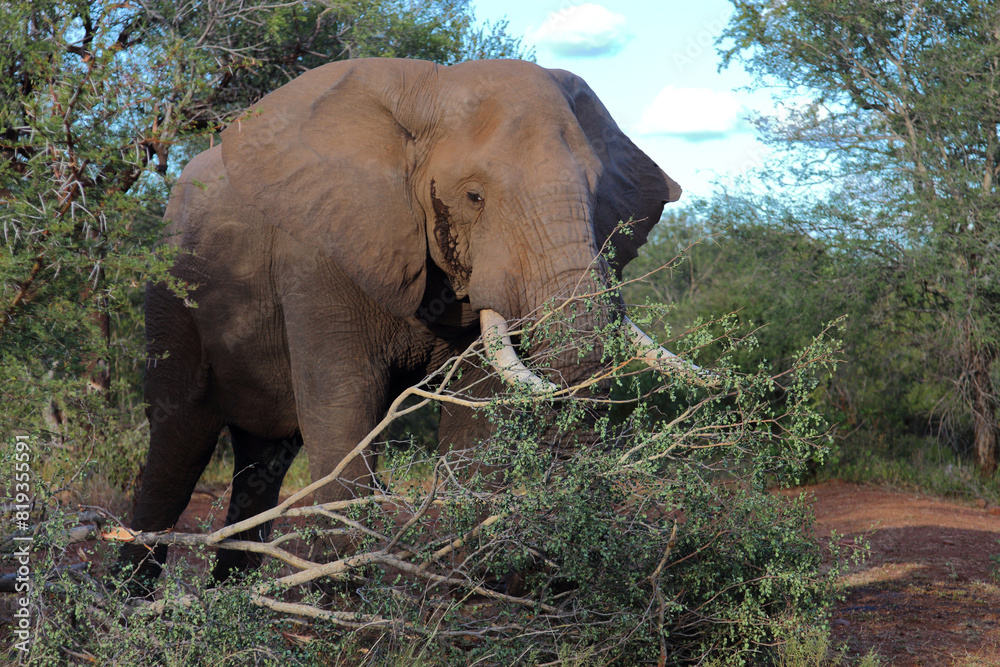 Obraz premium Afrikanischer Elefant / African elephant / Loxodonta africana