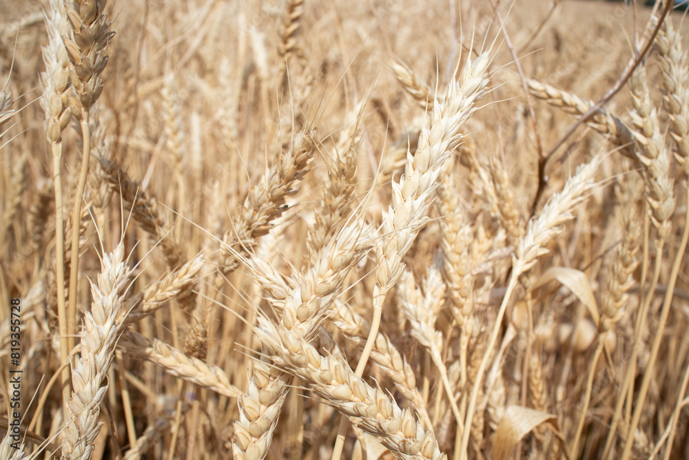 ripe ears of wheat large field ripe ears of wheat large field