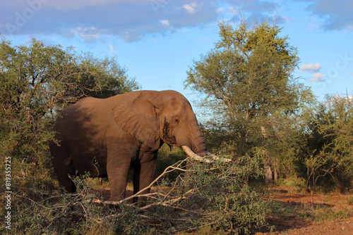 Afrikanischer Elefant   African elephant   Loxodonta africana