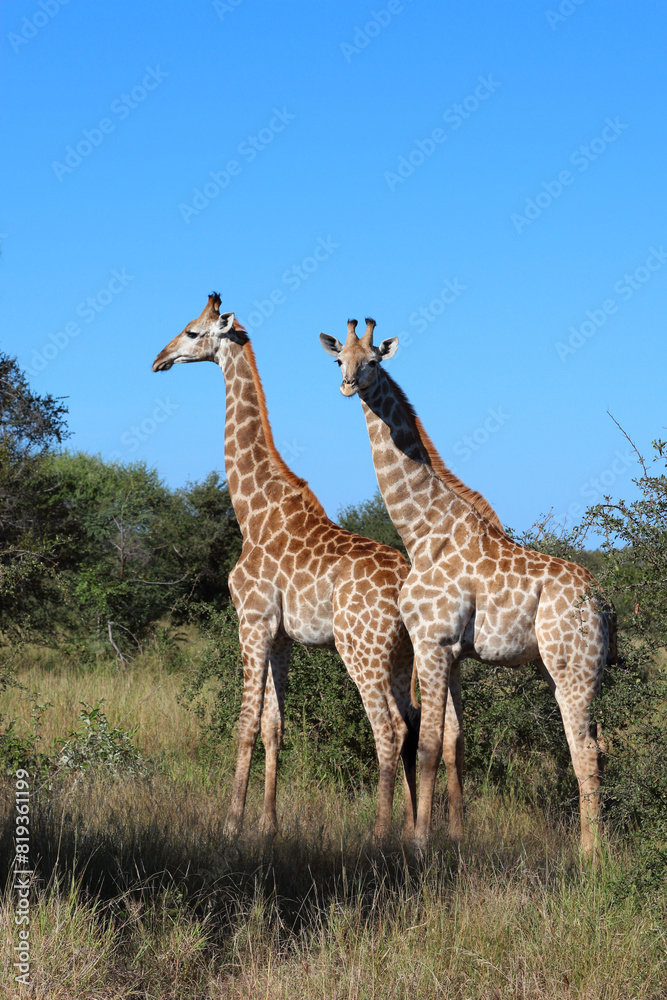 Obraz premium Giraffe / Giraffe / Giraffa camelopardalis