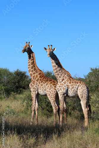 Giraffe   Giraffe   Giraffa camelopardalis