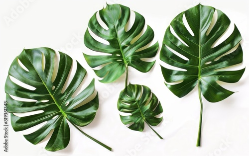 Three lush monstera leaves on a white background, with varied natural cutouts.