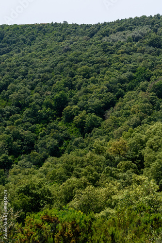 Scenic view of dense forests in Jijel, Algeria © NumediaPhoto