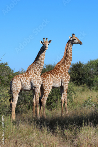 Fototapeta Naklejka Na Ścianę i Meble -  Giraffe / Giraffe / Giraffa camelopardalis