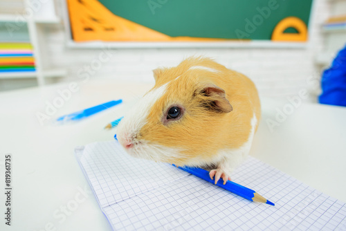 Zoology or biology lesson. Guinea pig on school table. Nature lessons in primary school. Research animals in biology class. Favorite pet. Cute Guinea pig with pencil on desk in classroom. Knowledge.