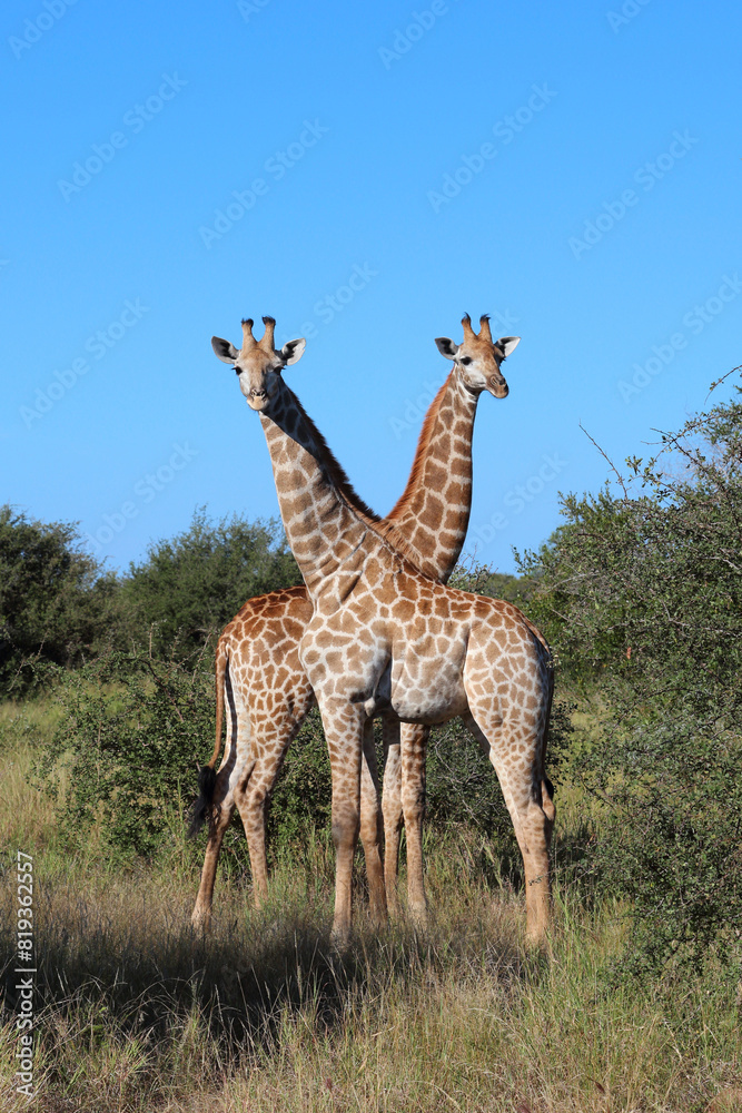 Fototapeta premium Giraffe / Giraffe / Giraffa camelopardalis