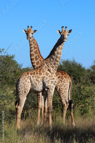 Giraffe   Giraffe   Giraffa camelopardalis