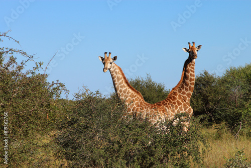 Photography Giraffe / Giraffe / Giraffa camelopardalis