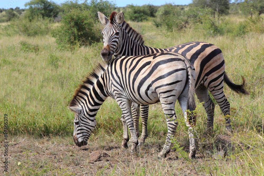 Steppenzebra / Burchell's zebra / Equus quagga burchellii