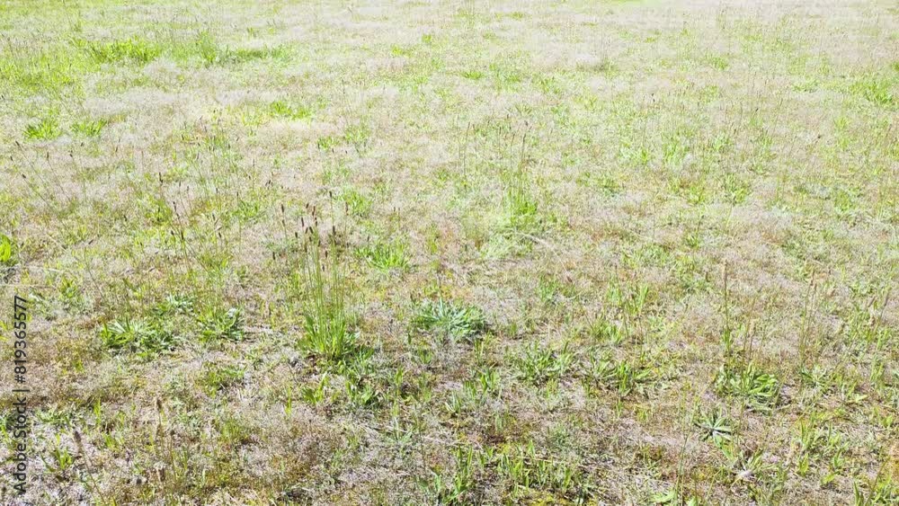 空き地の雑草 空き地の雑草