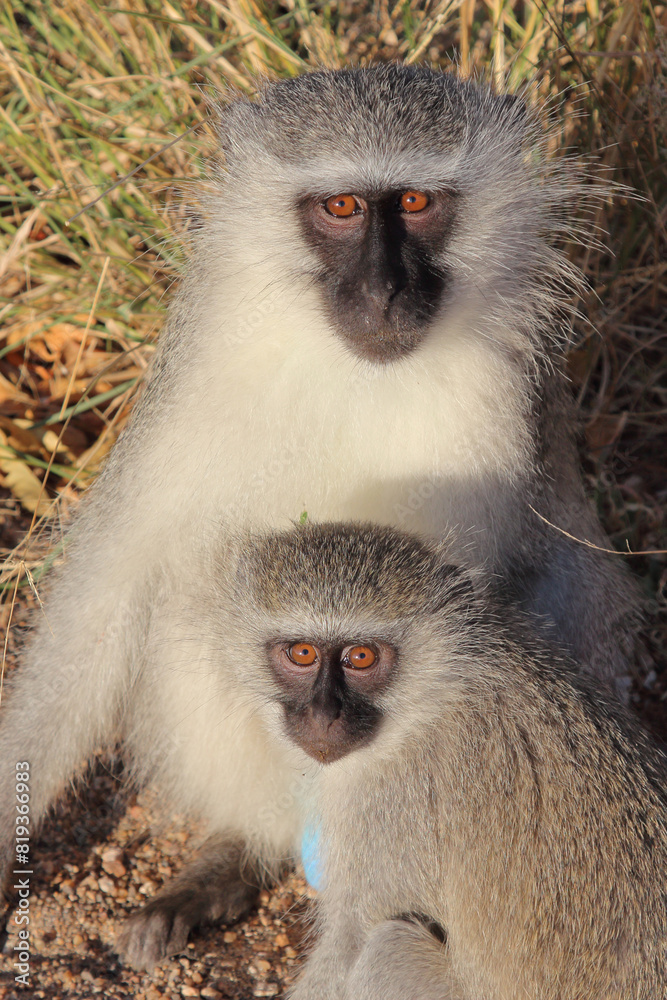 Obraz premium Grüne Meerkatze / Vervet monkey / Cercopithecus aethiops .