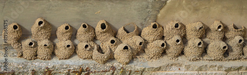 Panorama of Cliff Swallow Nests on a Bridge Overpass