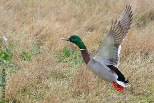 Mallard Duck in Flight Over Wetlands