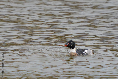 Red-Breasted Merganser Shakes off Water Droplets