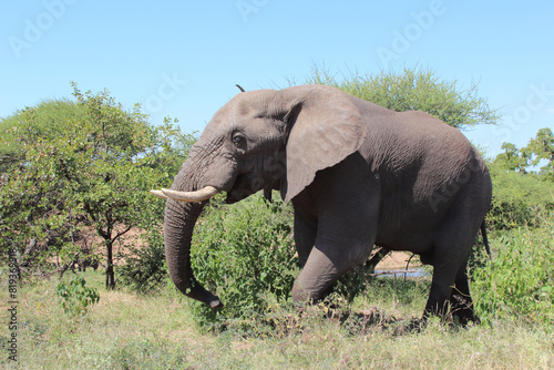 Afrikanischer Elefant   African elephant   Loxodonta africana