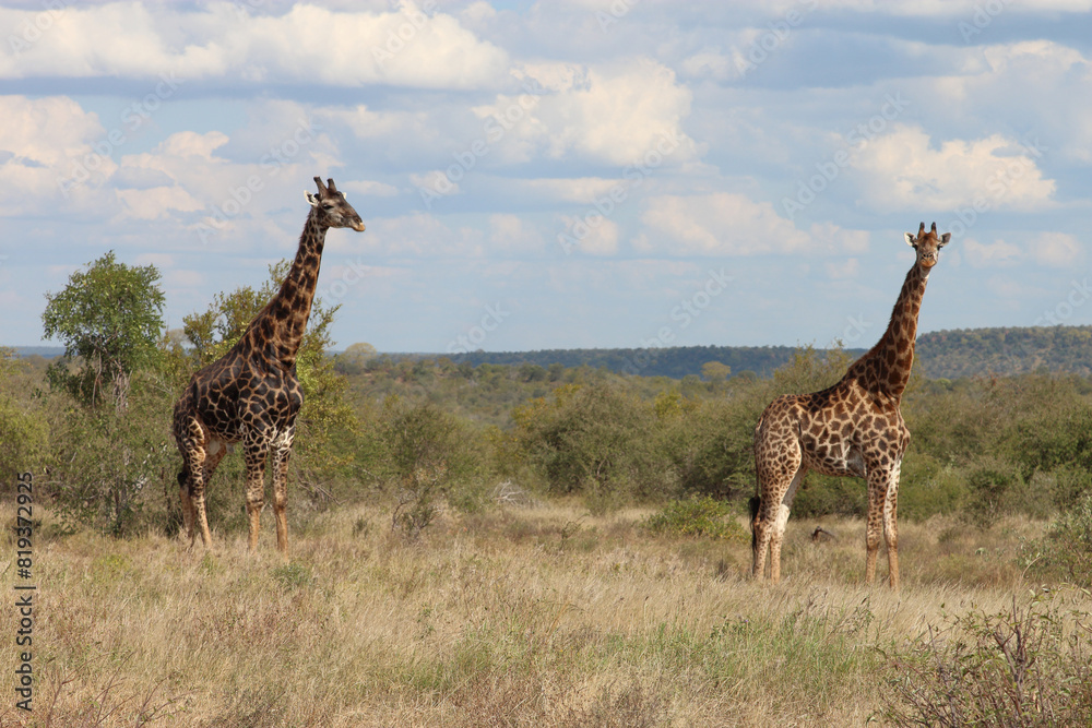 Obraz premium Giraffe / Giraffe / Giraffa camelopardalis