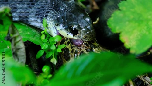 Snake devours a frog. Japanese keelback snake (Rhabdophis tigrinus) eats a Daruma Frog (Pelophylax porosus) photo