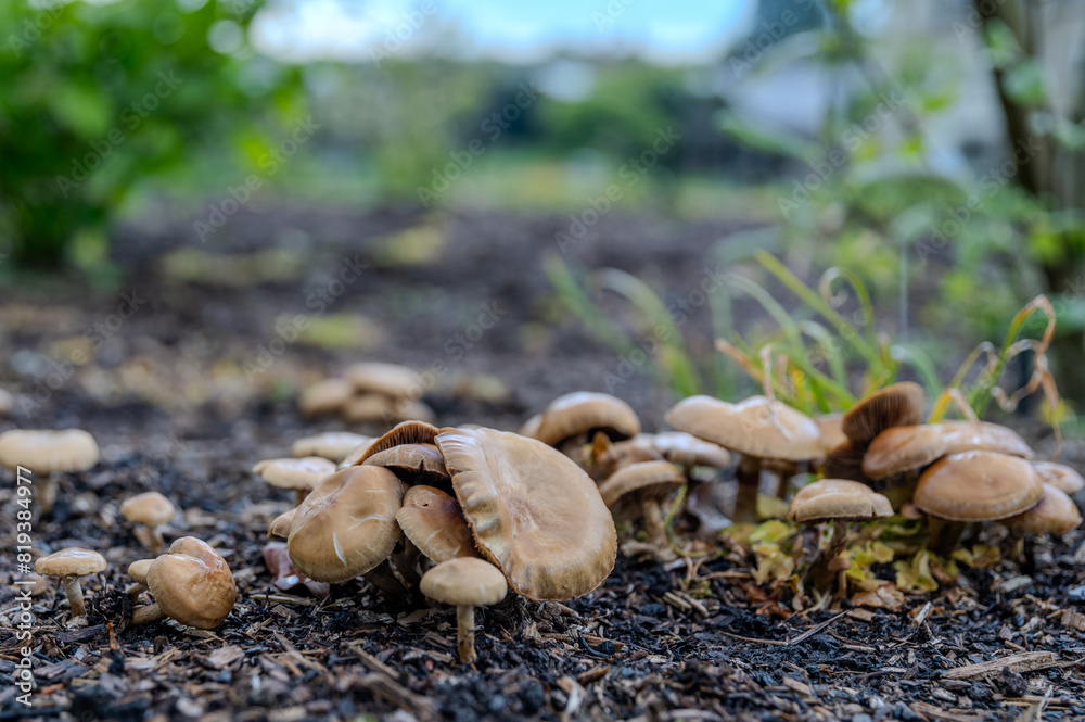 Wild Spring Fieldcap mushrooms growing on wood chip in a flower bed Wild Spring Fieldcap mushrooms growing on wood chip in a flower bed