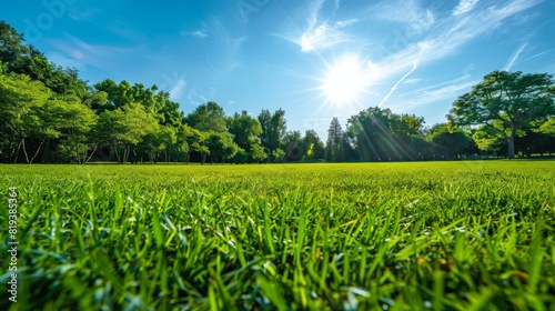 A beautiful grassy field under a clear blue sky, with sunlight casting a warm glow on the lush greenery. photo