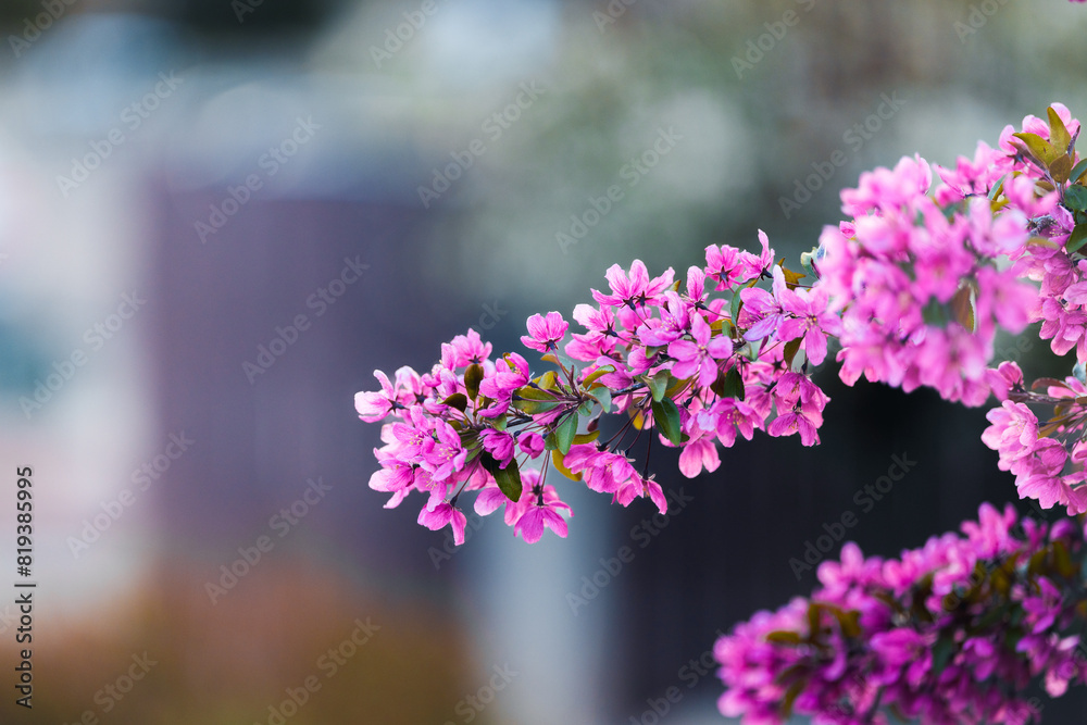 Obraz premium Spring blossoms