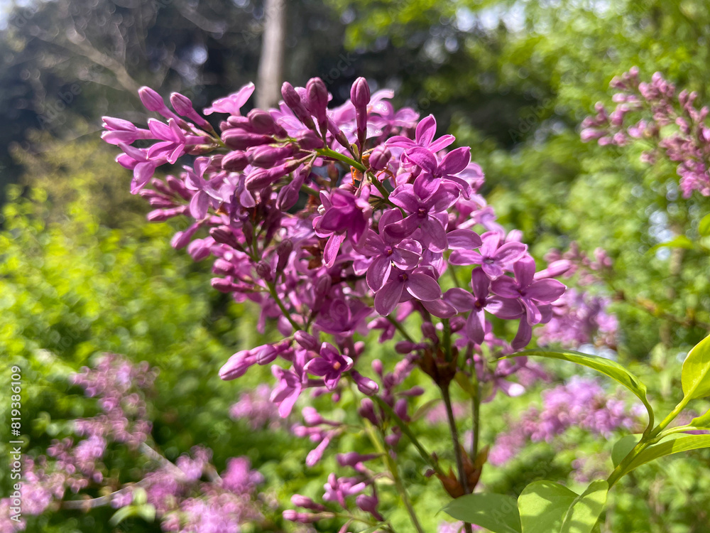 Obraz premium Wilder Flieder mit pink violett farbenen Blüten im Mai