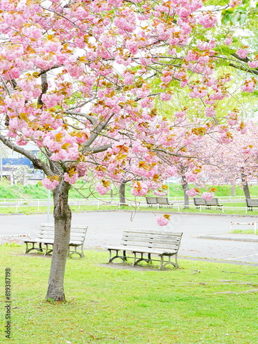 北海道の春 農試公園 八重桜とベンチ