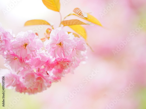 北海道の春 かわいい八重桜