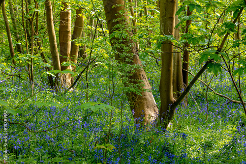 Selective focus of wild Spanish bluebell flowers in the forest, Hyacinthoides hispanica, Endymion hispanicus or Scilla hispanica is a spring-flowering bulbous perennial native to the Iberian Peninsula photo