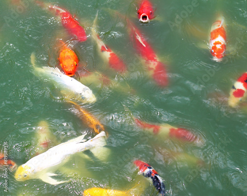 Multi Colored carp in the pond