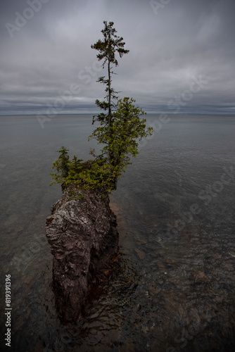 tree on rock on water