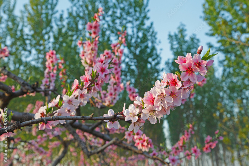 Beautiful peach blossom Beautiful peach blossom