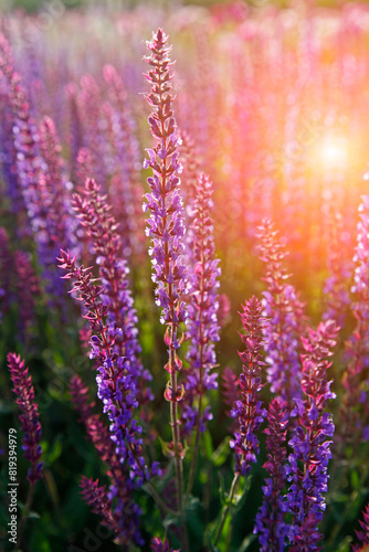 Lavender flowers