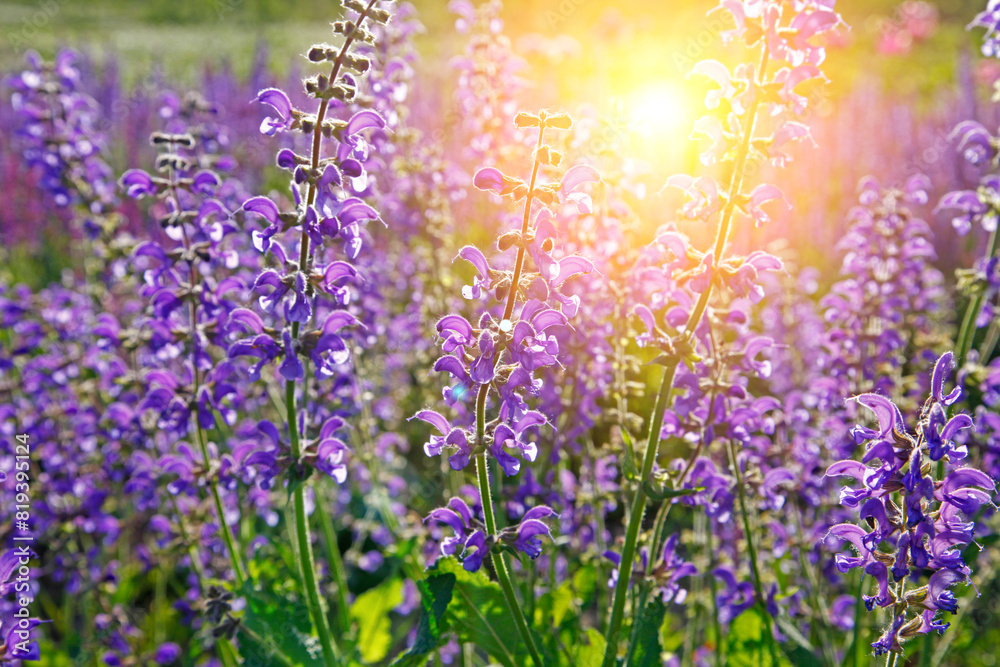 Obraz premium Lavender flowers