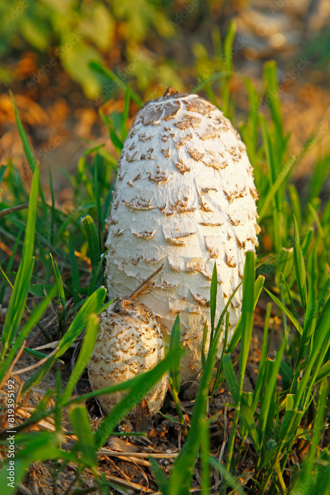 Summer in the forest growth of wild fungus, mushrooms