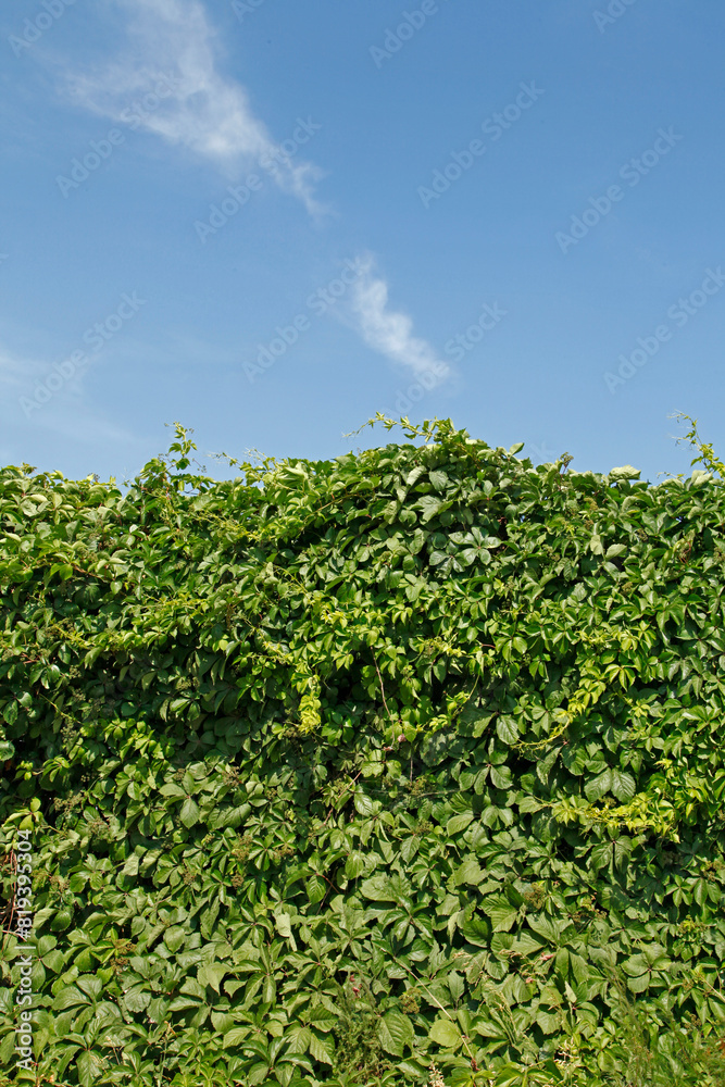 Green wall background of Boston ivy, [Parthenocissus tricuspidata]