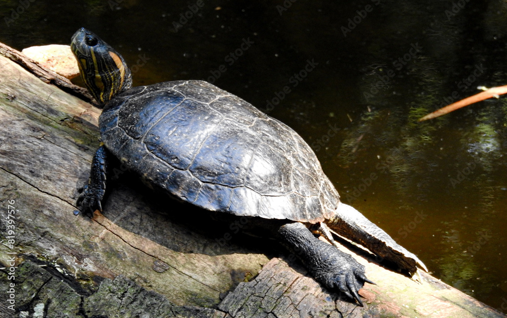 Water turtle sunbathing on a summer day. Foz de Iguazu. Brazil Water turtle sunbathing on a summer day. Foz de Iguazu. Brazil