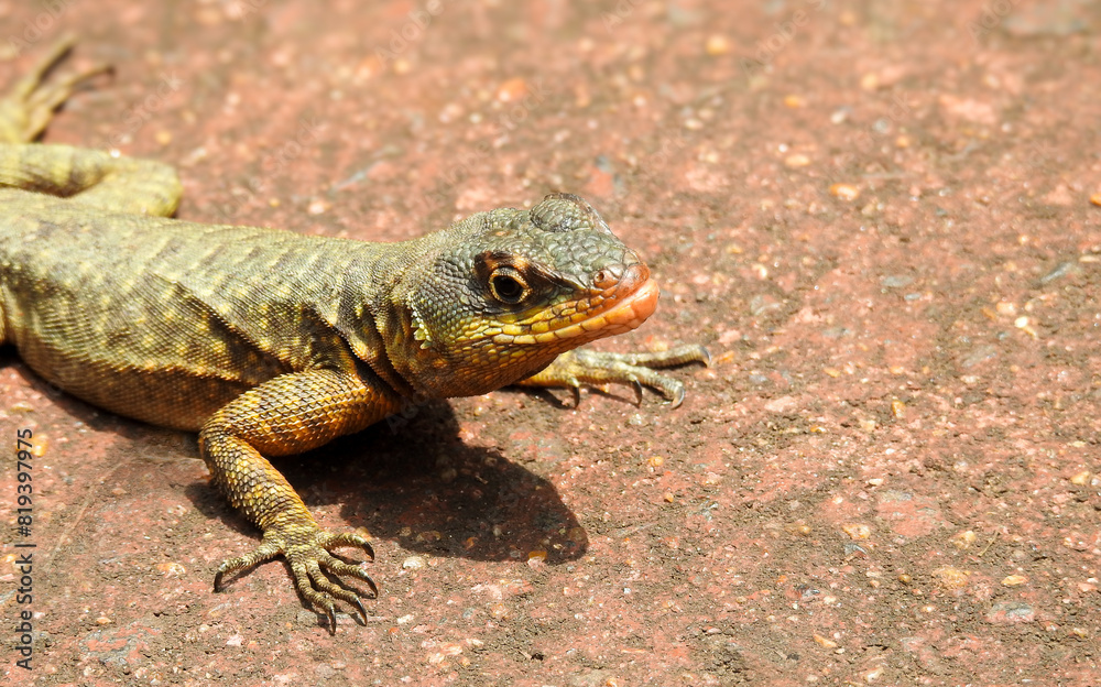 Eastern climbing lizard, spiny tailed chameleon lying in the sun.