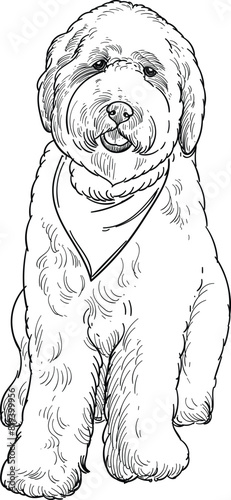 Vintage hand drawn sketch of sit adult labradoodle dog