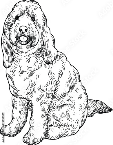 Vintage hand drawn sketch of sit adult labradoodle dog