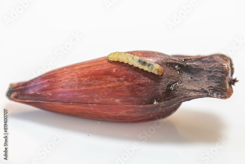 Borer larva (Cydia araucariae) of the pine nut fruit of Araucaria angustifolia photo