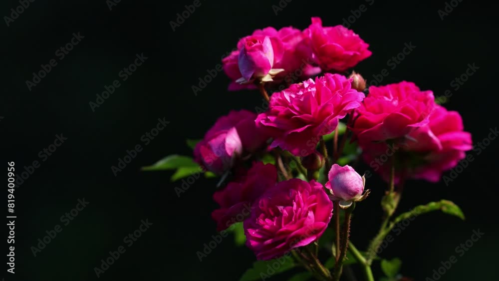 Tokyo,Japan - May 19, 2024: Closeup of red rose flowers at dawn Tokyo,Japan - May 19, 2024: Closeup of red rose flowers at dawn