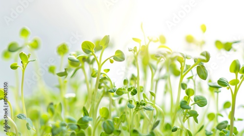 Close-up shot of crisp green sprouts, isolated on a clean background, with studio lighting emphasizing their texture and bright, fresh appearance photo