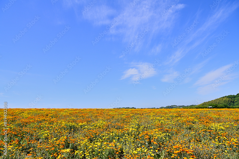 花咲く風景 花咲く風景
