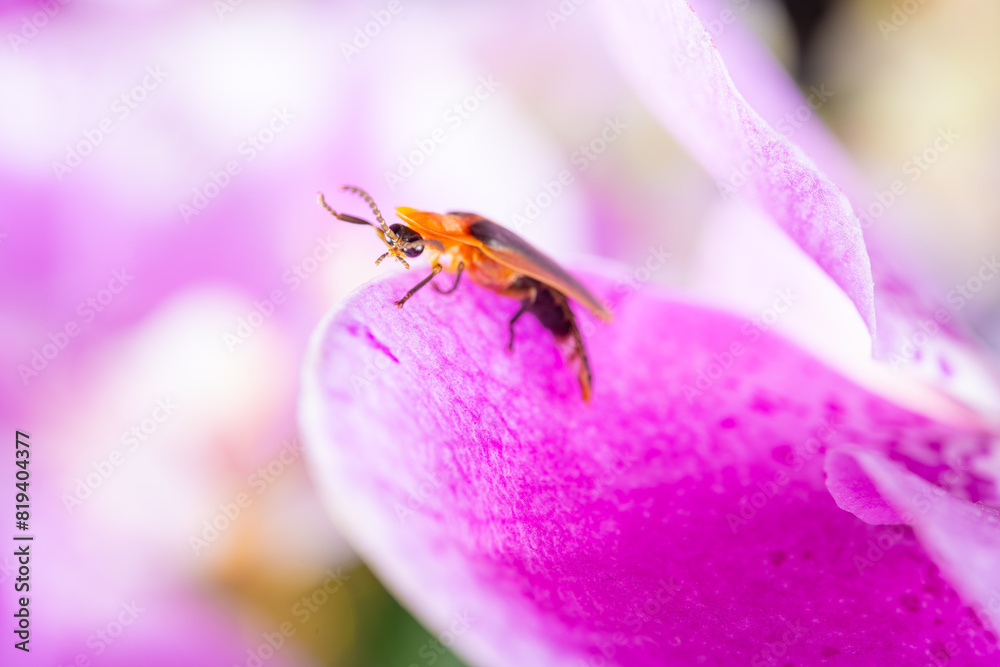 a firefly on lilac orchid at horizontal composition a firefly on lilac orchid at horizontal composition