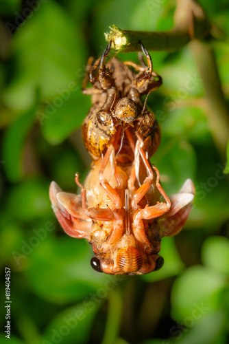bottom of a cicada in shedding its shell and feathering at vertical composition
