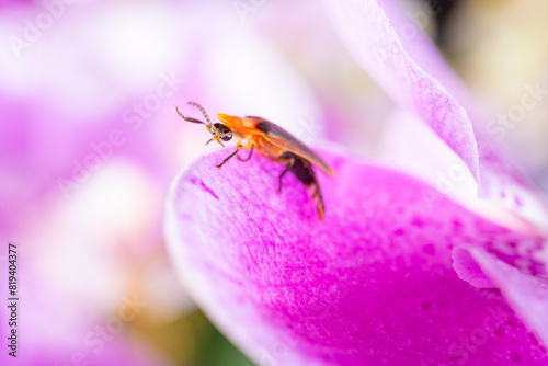 a firefly on lilac orchid at horizontal composition