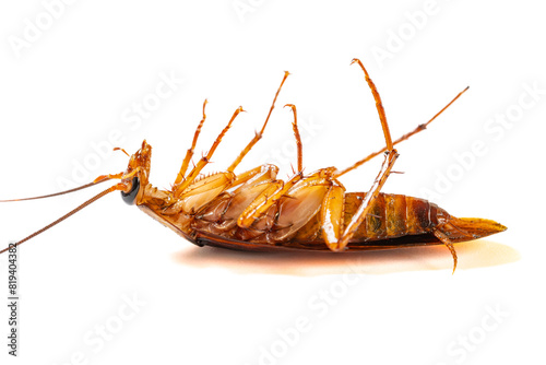 a poisoned and dying cockroach on white background close up at horizontal composition